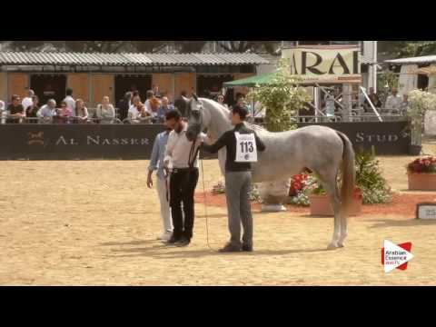 Most Beautiful Head Award - Class 7 - N. 113