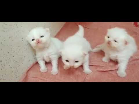 Persian kittens 10 days old , opened their eyes!!!!