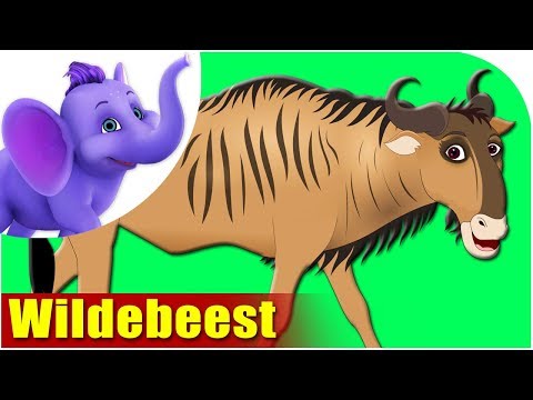 Animal Songs for Kids - Wildebeest Song