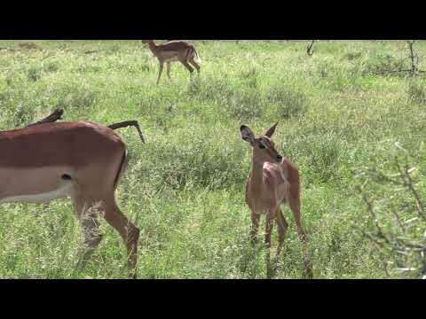 Impala Baby Suckling