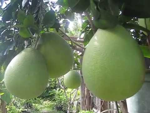 Ako hindi nawawala ang timbang sa pamamagitan ng 6 petals Para sa kung magkano ang maaari mong mawala kung nagpapatakbo ka araw-araw sa gabi