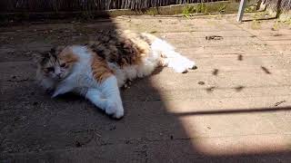 Yeseo - Better Me (Kpopalypse cat reaction video)