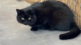 Bora aproveitar o sol ☀️ os gatinhos só de boa 😎 #gatos #cat #pets #catlover