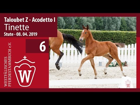 06 Tinette Stute v. Taloubet Z - Acodetto I