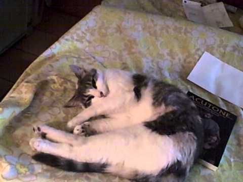 Bodi on the treatment table