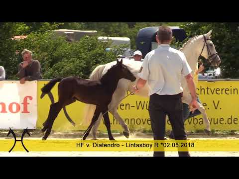 11 Diamant, Hengst, *02.05.2018 v. Diatendro – Lintasboy R