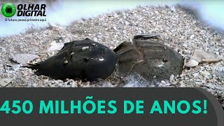 Miniatura do vídeo