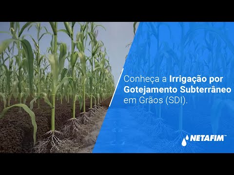 Conheça a Irrigação por Gotejamento Subterrâneo em Grãos (SDI).