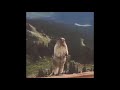 Screaming Beaver Meme Original Meme Template