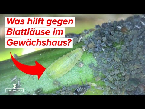 Was hilft gegen Blattläuse im Gewächshaus? Blattläuse erfolgreich bekämpfen mit diesen Hausmitteln!