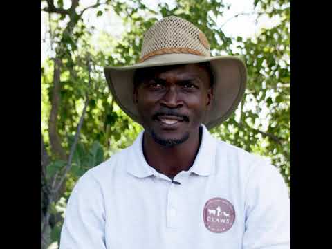 Communal Herding for Livestock and Wildlife Protection