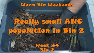Worm Bin Weekends! Week 34 - Bin 2: Really small ANC population in Bin 2