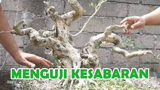 Download lagu '4 YEARS IN VAIN' WHICH IS NEEDED 2 CM BRANCHπππ mp3 Download lagu '4 YEARS IN VAIN' WHICH IS NEEDED 2 CM BRANCHπππ mp3