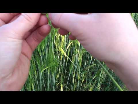 Gerste Ertragsbestimmung