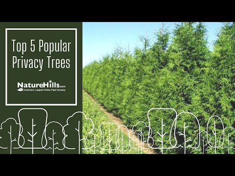 人気のプライバシー ツリー トップ 5 | NatureHills.com