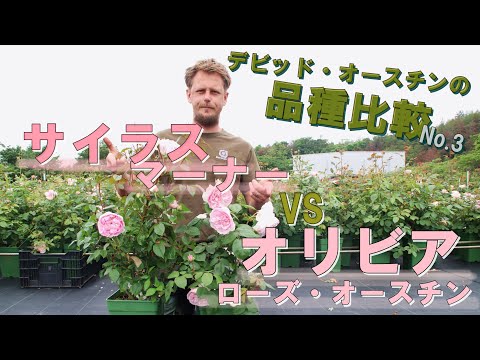 メドウローズ、カロライナローズ 植物