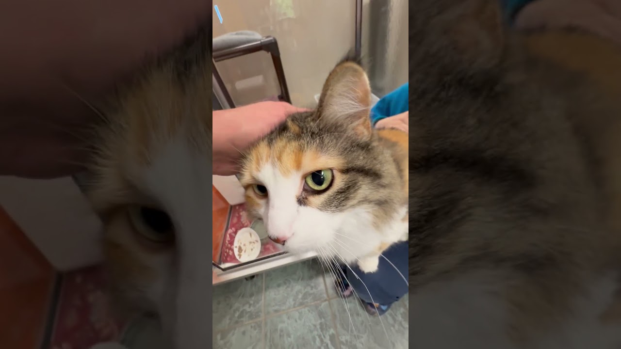 Enlarge Zoe, a Adopted Domestic Long Hair in Oshkosh, WI video 5/5