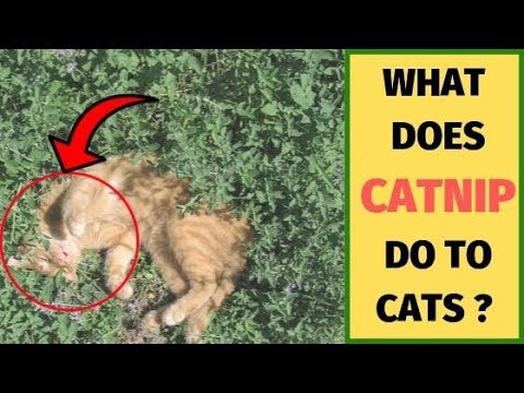What Does Catnip Do To Cats ? | You Will Be Surprised
