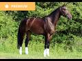 Hongre - KWPN - 7 ans - Dressage / Polyvalent - France