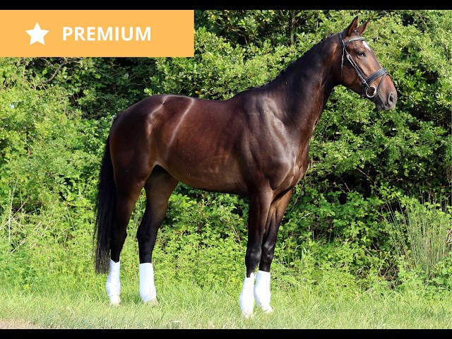 Hongre - KWPN - 7 ans - Dressage / Polyvalent - France