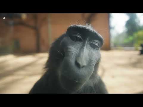 Black Macaque Locking At Camera And Smiling
