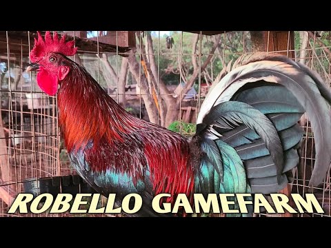 Jap Mcrae Black Grey - ROBELLO FARM