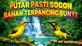 Download lagu Penjebol birahi‼️ Pancingan sogon bahan agar bunyi gacor mp3