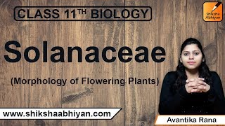 Solanaceae | Morphology of Flowering Plants | CBSE Class 11 Biology