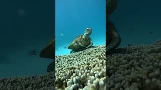 Como descansan las tortugas marinas #tortugas