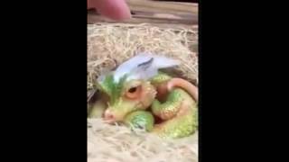 Download lagu Bayi Naga Ditemukan di China mp3 Download lagu Bayi Naga Ditemukan di China mp3