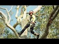 Work As An Arborist In Australia Arbor Pride