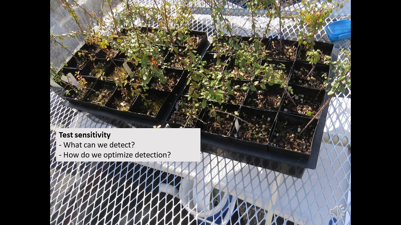Putar video Using the nursery bench leachate method to detect Phytophthora species by baiting - Part 2 sekarang Using the nursery bench leachate method to detect Phytophthora species by baiting - Part 2
