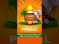 Happy Pongal Whatsapp Status In Tamil Pongal 2025 Wishes Pongal Whatsappstatus Shorts