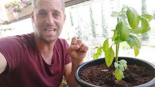 מדריך לגידול שיח בזיליקום באדניות במרפסת או בגינת הגג - איך נהנים מפסטו טרי כל השנה?