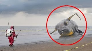 25 Bizarre Animal Photos Explained