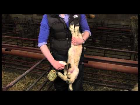 EBLEX BRP lamb survival guide: Preparing for lambing time