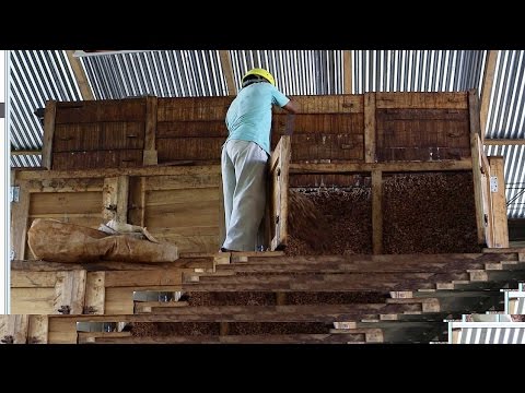 Fermentation | What is the process of cacao to chocolate?