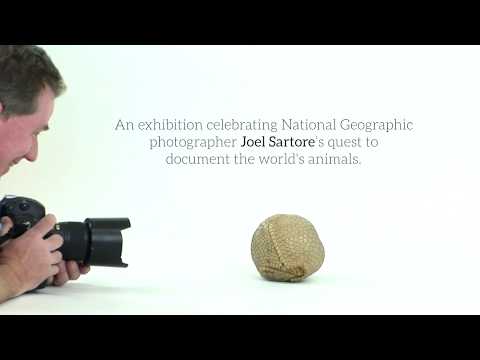 The National Geographic Photo Ark at Annenberg Space for Photography Video
