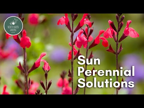 Sun Perennial Solutions 🌞 | Drought-Tolerant & Pollinator-Friendly Plants with Rusty Allen