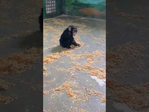 Chimpanzee baby playing with grass. #shortsfeed #viralshorts #chimpanzee #cute #zoo #animals #chimp