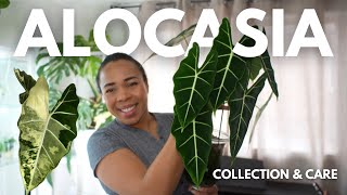 Alocasia Collection & CARE TIPS