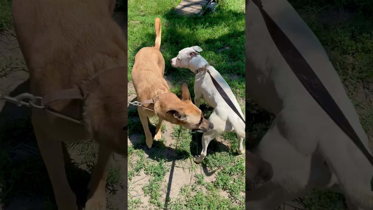 Prince, a ADOPTABLE Pit Bull Terrier in Albany, MO video 6/6