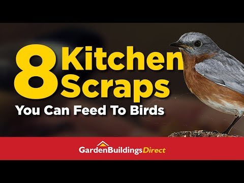 YouTube video about: Can birds eat fennel seeds?