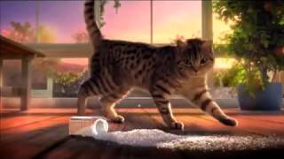 NEW Hill's Ideal Balance Cat Food