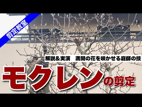 モクレンを正しく剪定する 植物