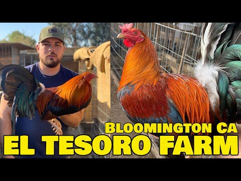 Frank Mejia RANCHO EL TESORO - Farm Visit California