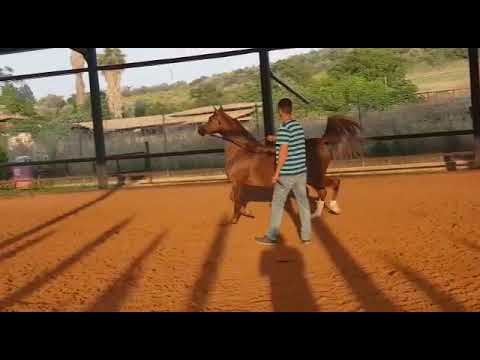 HEELIM JFD SOLAZ J & AL WAAD