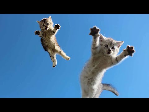 Amazing Ninja vs Kungfu Cats Compilation | Best Cat Videos 2024