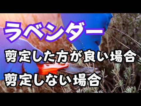 ラベンダーは咲いていませんか?これらが理由です 植物