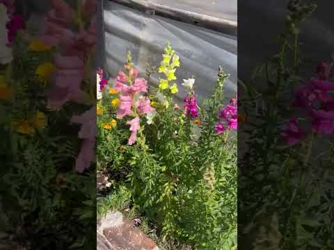 MIDES COLONIA COSECHÓ EN LA HUERTA COMUNITARIA